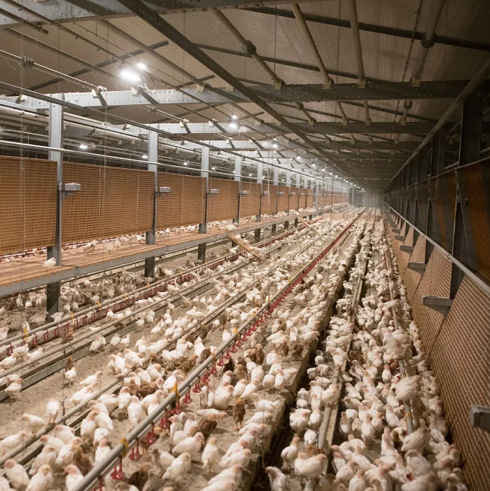 Chicken & Poultry Project Trunkey in Bangalore